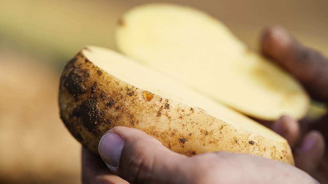 Почему в Финляндии едят неочищенный картофель, а в Европе нет? | Yle